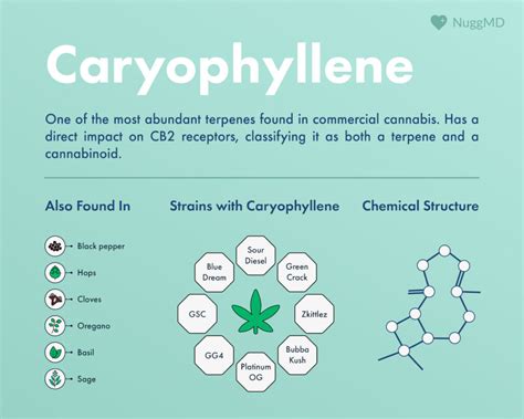 beta caryophyllene effects|Caryophyllene Terpene: Effects, Benefits, & Applications.